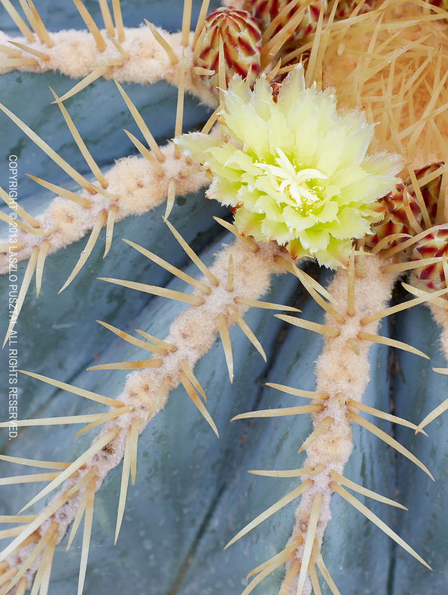 The First Flower