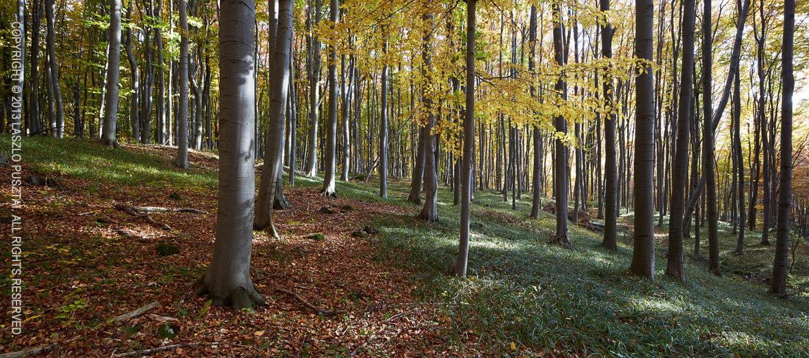 This image is a stitch of two frames: one taken with the lens shifted all the way to the left, while the other with the lens shifted to the right. Extreme edges cropped.