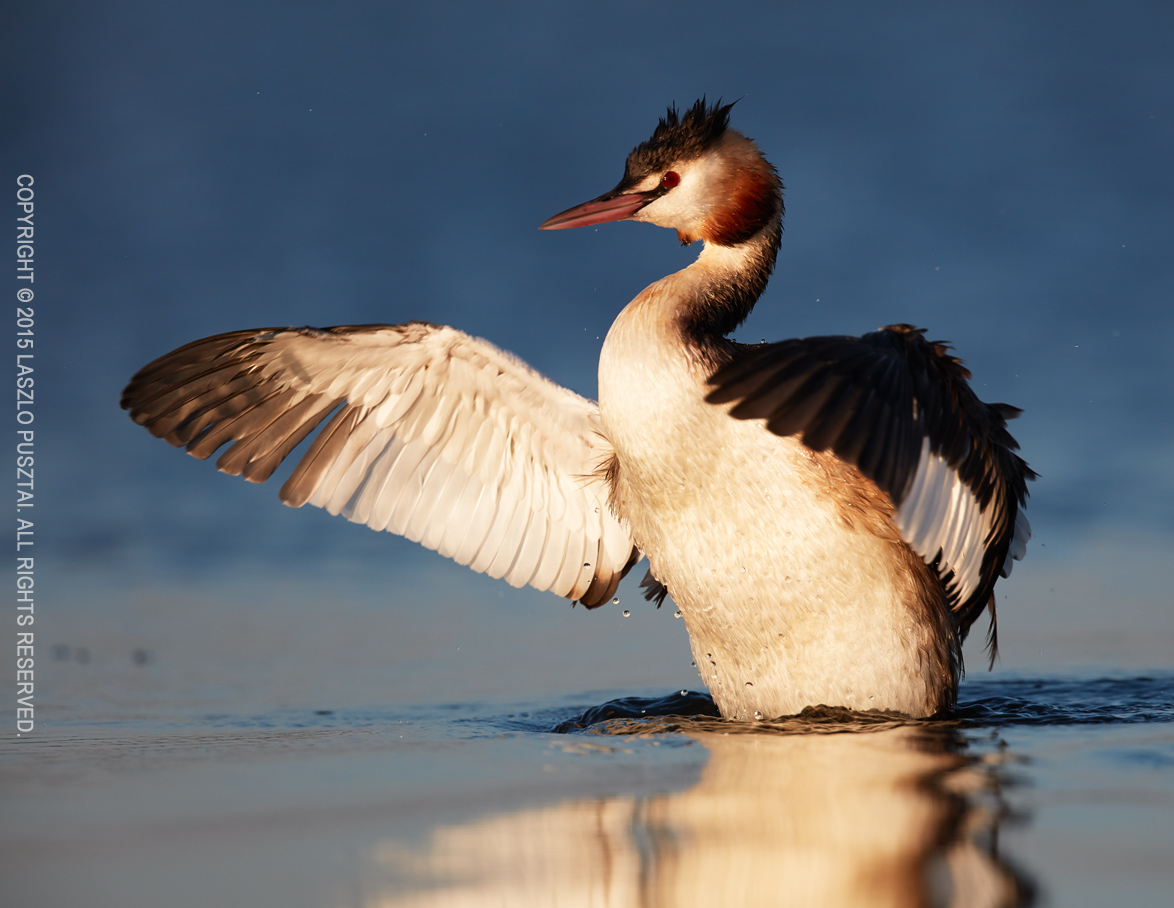 Grebe shaking off water and drying