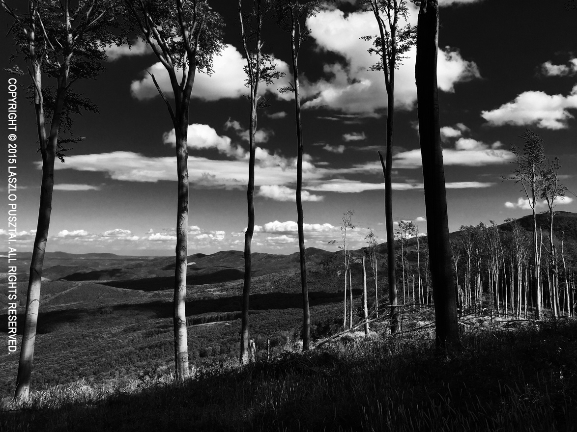 Thin Forest in the Matra