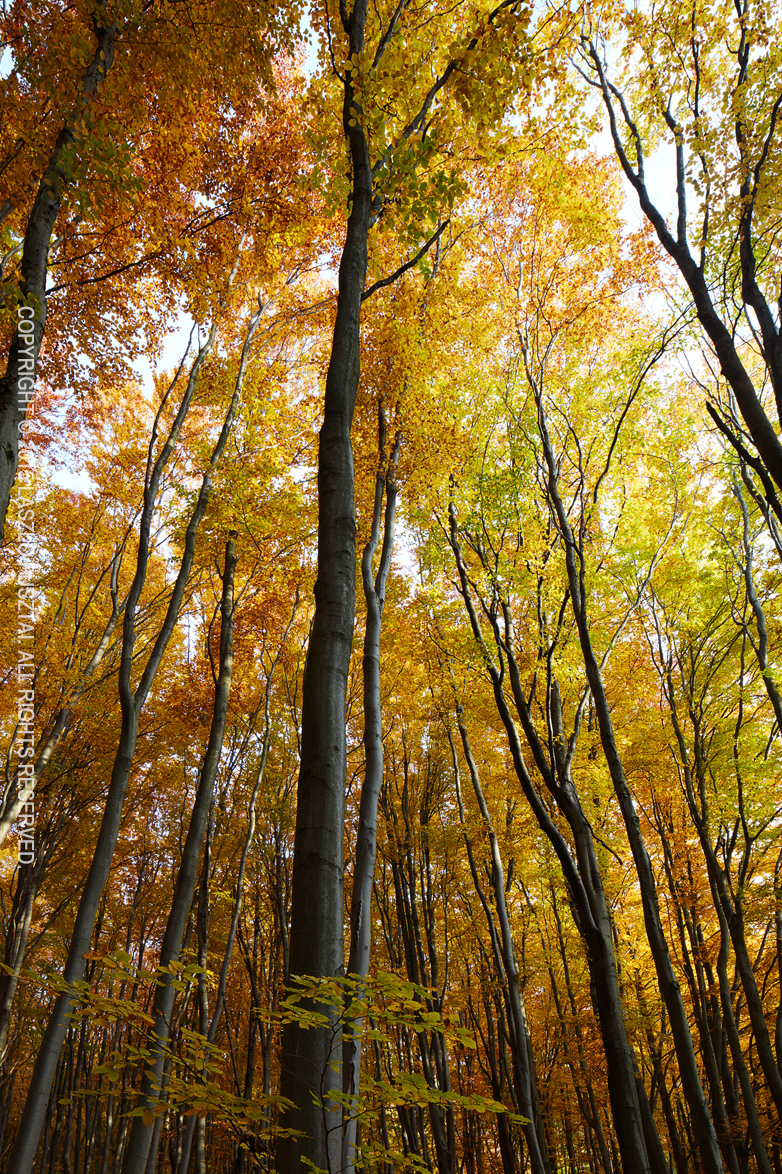 Flaming Fall Forest