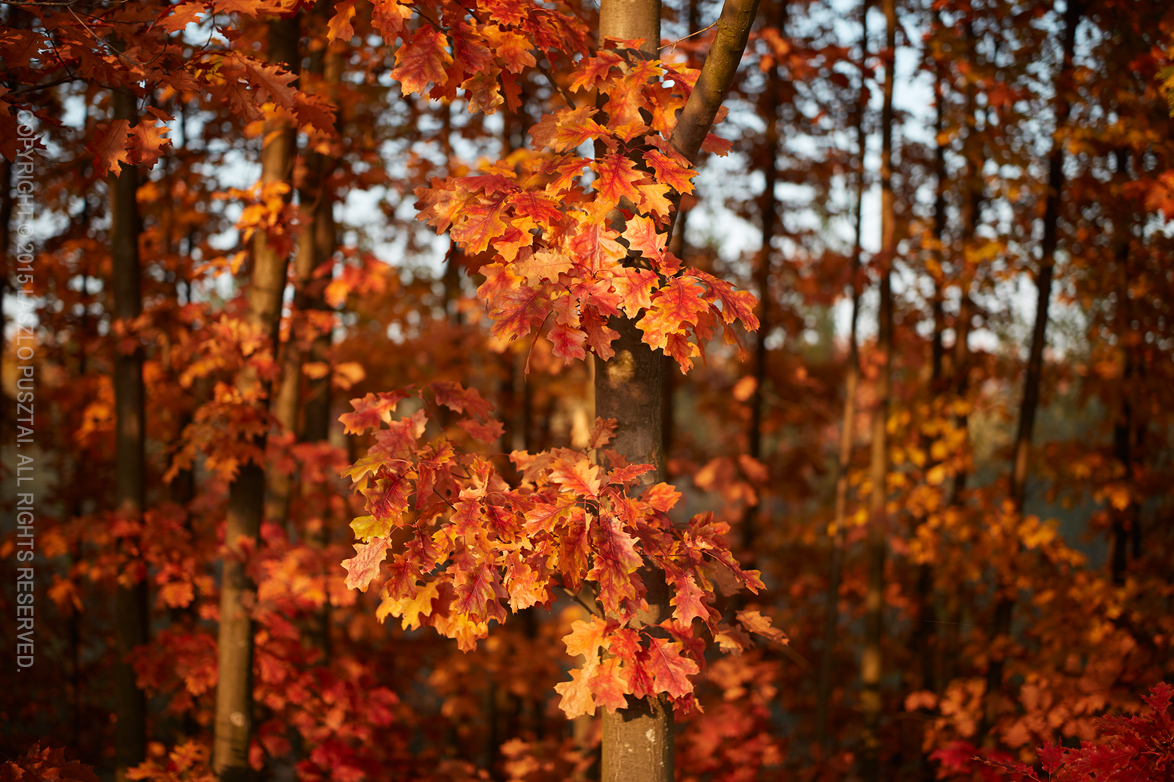 Late Fall Colors