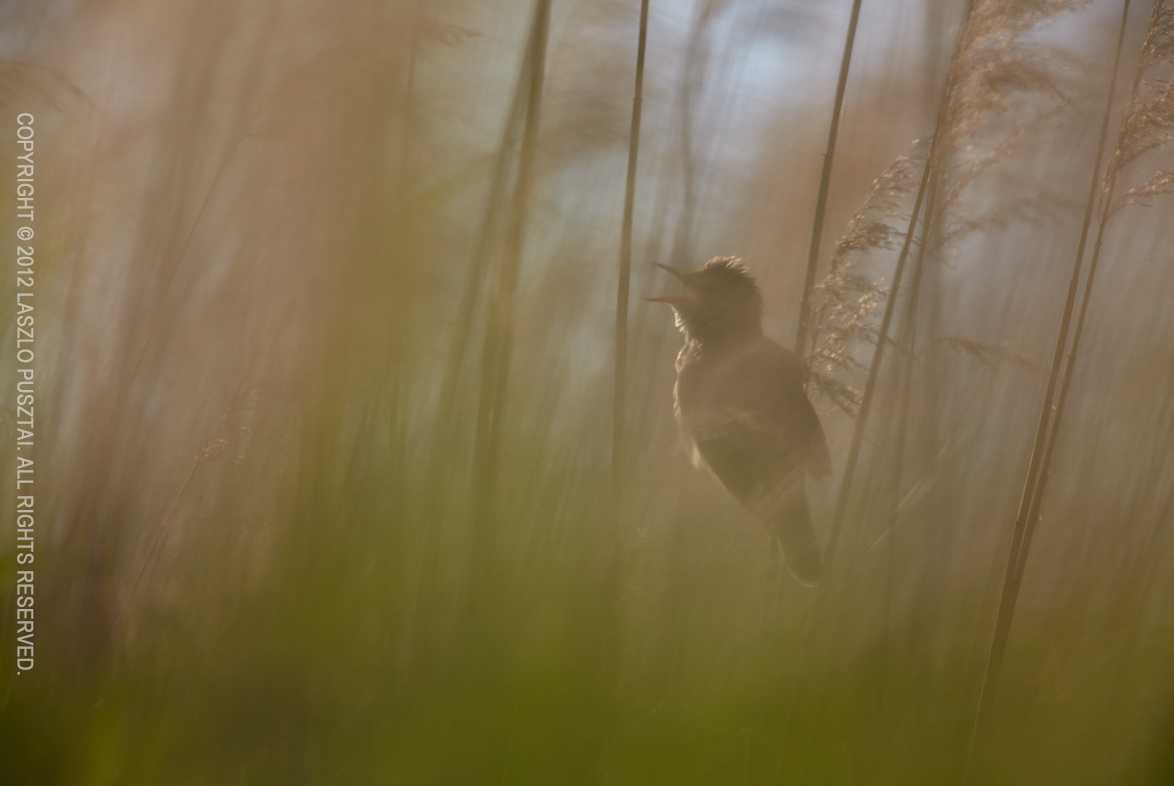 Great Reed Warbler Singing