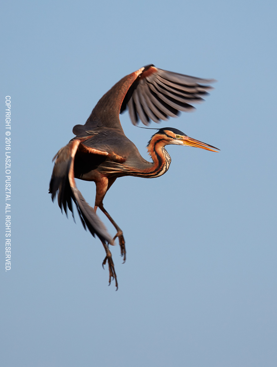 Purple Heron Landing Ballet