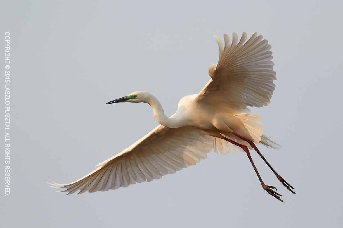 Egret Landing