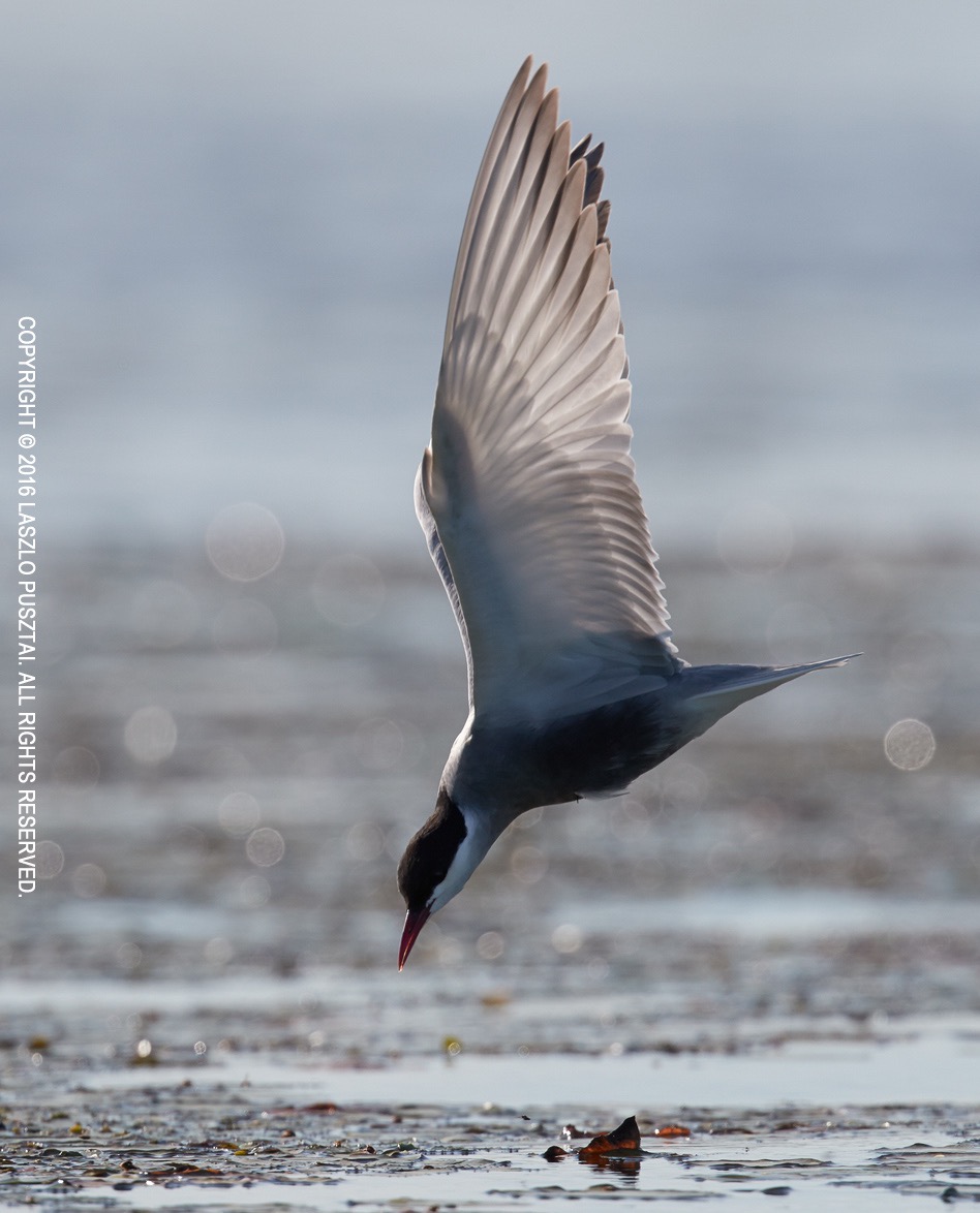 Tern with Angel Wings. 1D X Mark II with 500mm f/4L II + 2x III @ ISO 800.