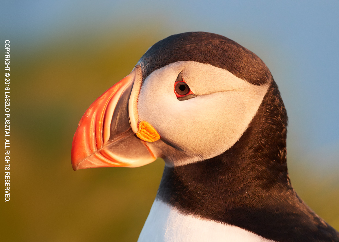 Yet Another Puffin Portrait