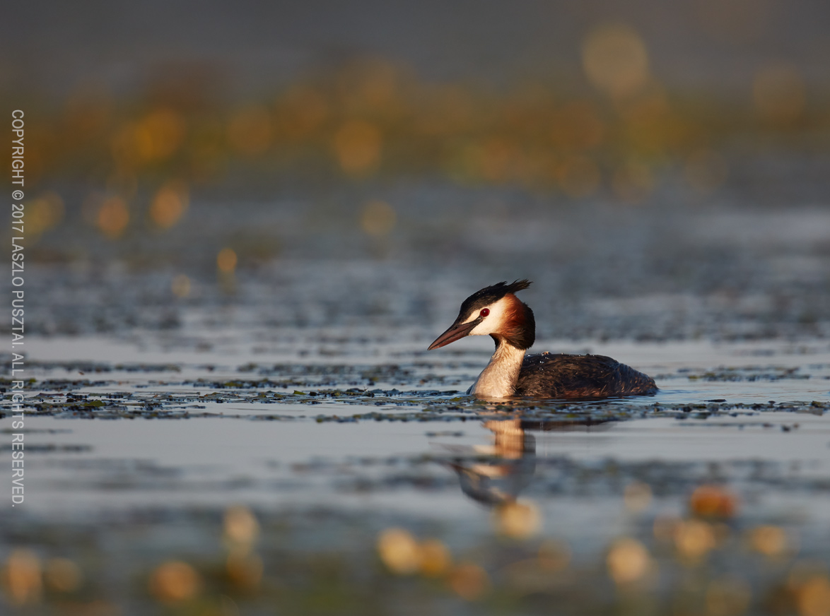 Grebe on the Marked Waterway